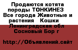 Продаются котята породы ТОНКИНЕЗ - Все города Животные и растения » Кошки   . Ленинградская обл.,Сосновый Бор г.